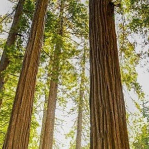 Course 202 - Empowering Spiritual Growth - BSSM Student Discount