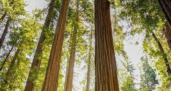 Course 202 - Empowering Spiritual Growth - BSSM Student Discount